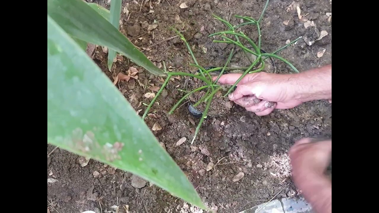 طريقة إكثار نبات قرن الغزال والعناية به 🥀جنتي حديقتي🥀