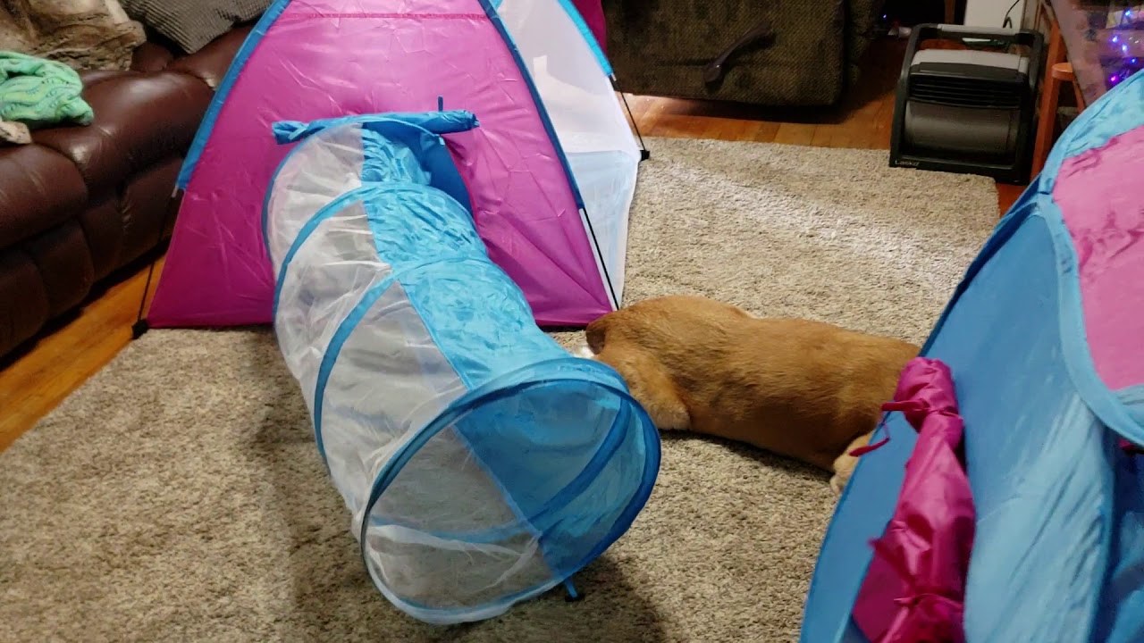 Check out the 3 in 1 Mini Tent/Ball Pit, House and Tunnel by 