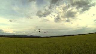 Sky Dance Or The Dance Of The Incects Watch In Hd