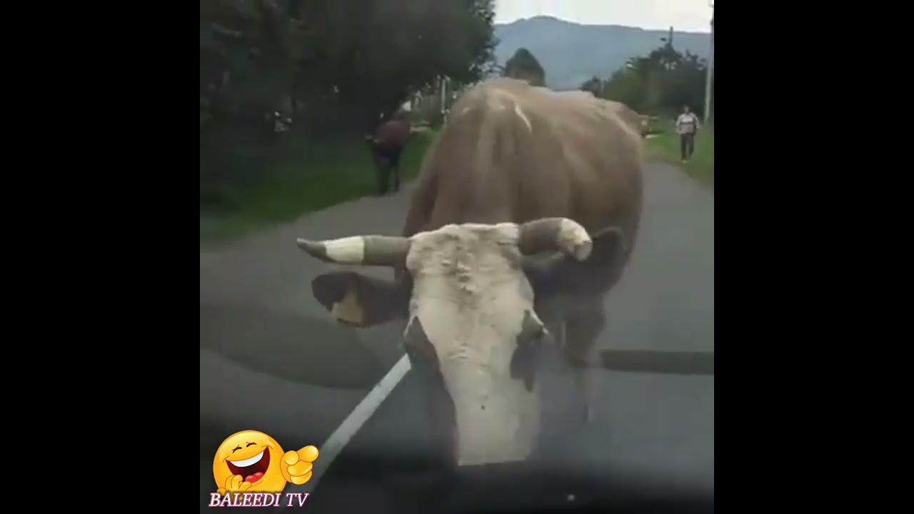 The Secret Dance 🤣 where the fashion models learned how to walk from 😛