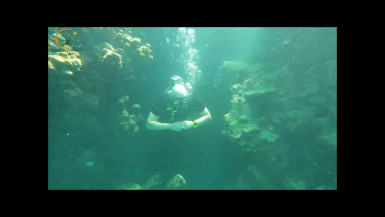 The underwater world around Mangrove Bay Resort is truly special 🌊✨