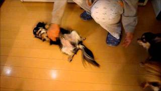 20111208.mp4