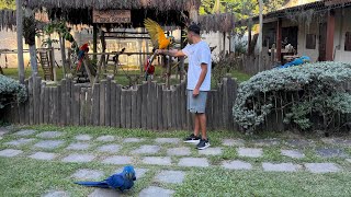 PROVOCOU ARARA-AZUL E Se Lascou  Um dia Com JOHN AVES / natureza linda 