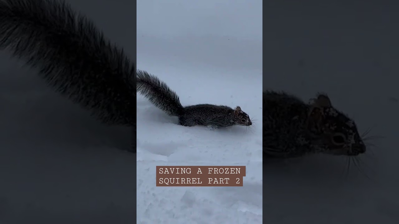 ❤️🐿️ Saving a frozen squirrel part 2. 