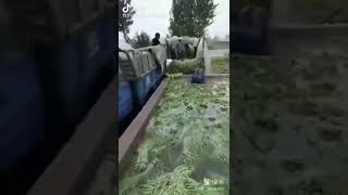 To keep fresh, farmers in China soak vegetables in formaldehyde before transportation. (2/2) To keep fresh, farmers in China soak vegetables in formaldehyde before transportation. (2/2)