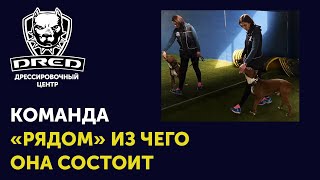 Как научить собаку команде "рядом" | Что такое команда "рядом" | Из чего состоит "рядом"