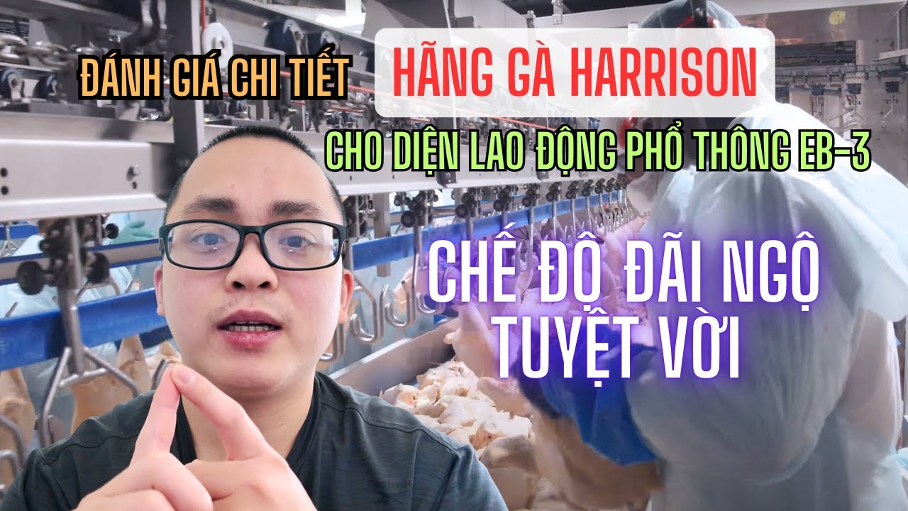 Hãng Gà Harrison Cho Người Đi Diện EB3:  Việc Nhẹ Lương Cao Hay Ác Mộng Lao Động?