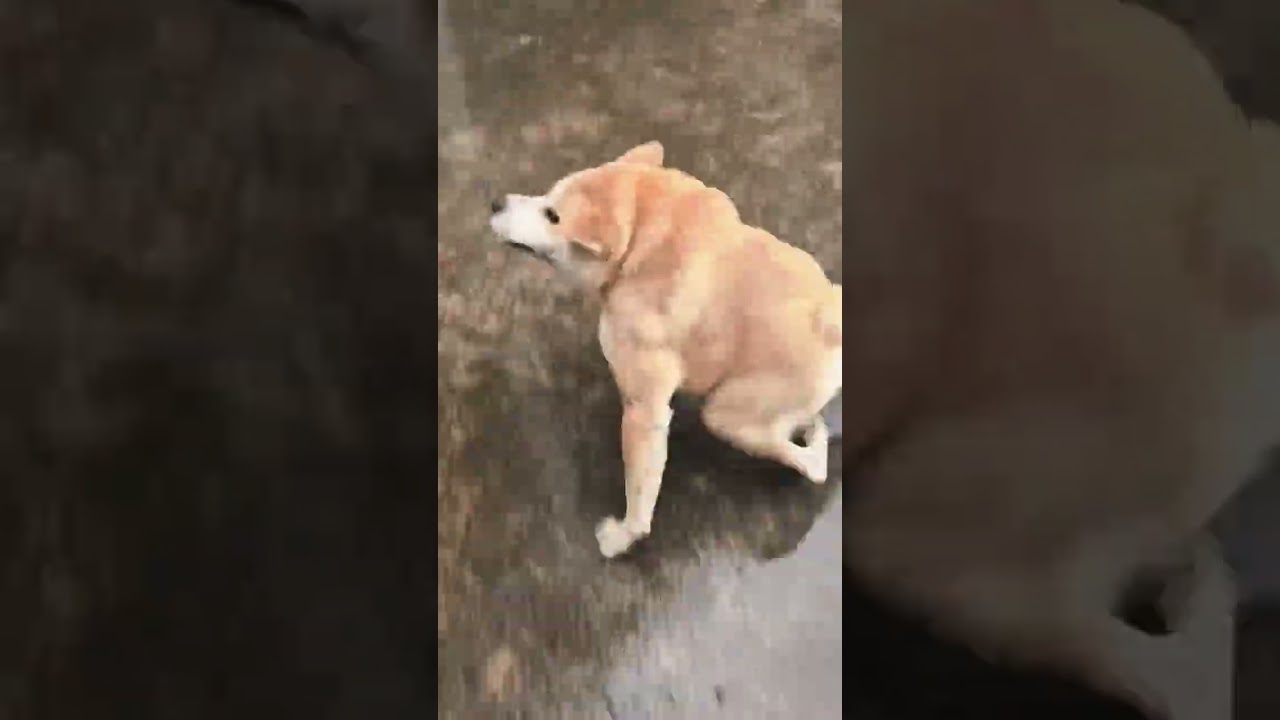 Captivating Crab Drift Scenes: Dive into the Big Yellow & Village Dog Adventure