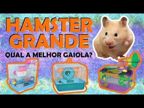 Vídeo: Qual é O Tamanho Dos Hamsters Dzungarian?