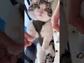 猫の爪切りが超ラクに😂🐱#猫 #猫用品 #爪切り #ペットケア