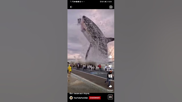 Le requin de ouf