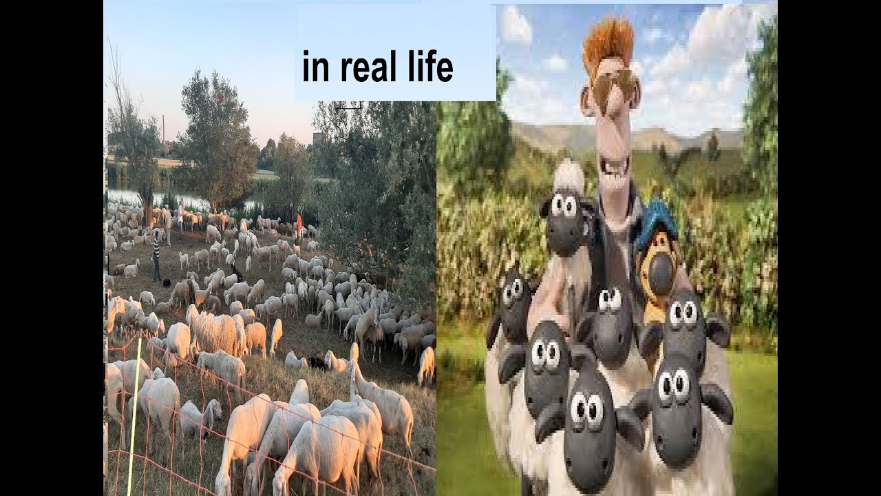 Shaun the Sheep in real life FROM Adria ITALY YouTube