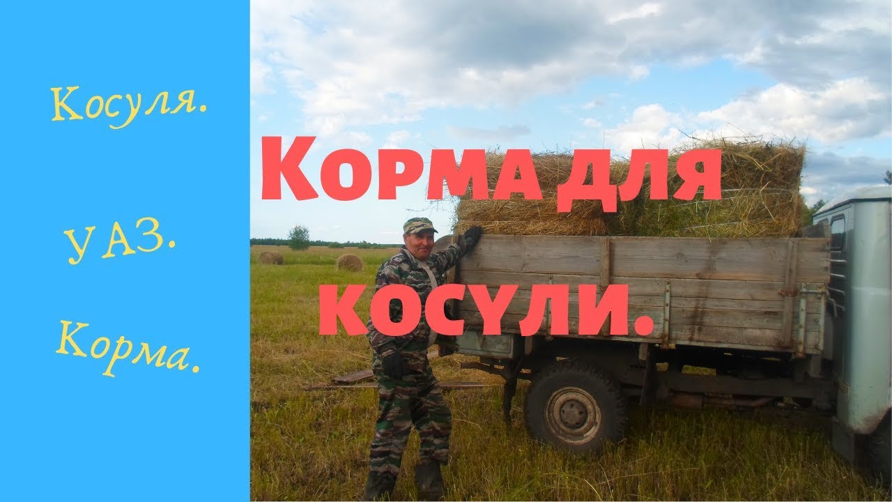 Зарабатываем разрешение на добычу косули - YouTube