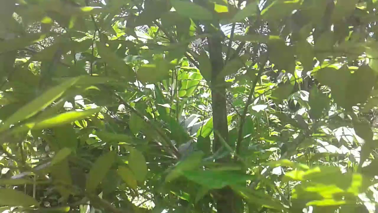 Cara memilih varietas jenis pala untuk budidaya 