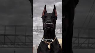 ¿Qué Tan Fuerte Es Realmente Un Doberman?