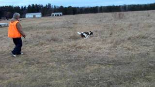 Pine Shadwos Taurus.MOV