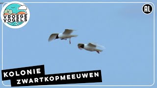 Zwartkopmeeuwen op het Trintelzand | TV | Vroege Vogels