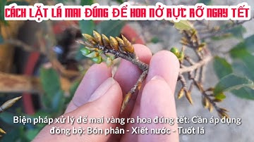 Cách lặt lá mai đúng để hoa nở rực rỡ ngay tết