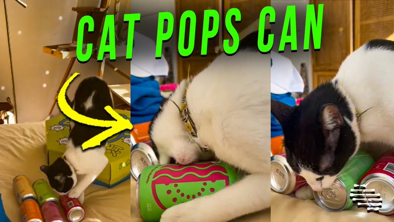 ジュースの缶で遊んでいる猫ちゃん…牙が貫通して炭酸がプシュ