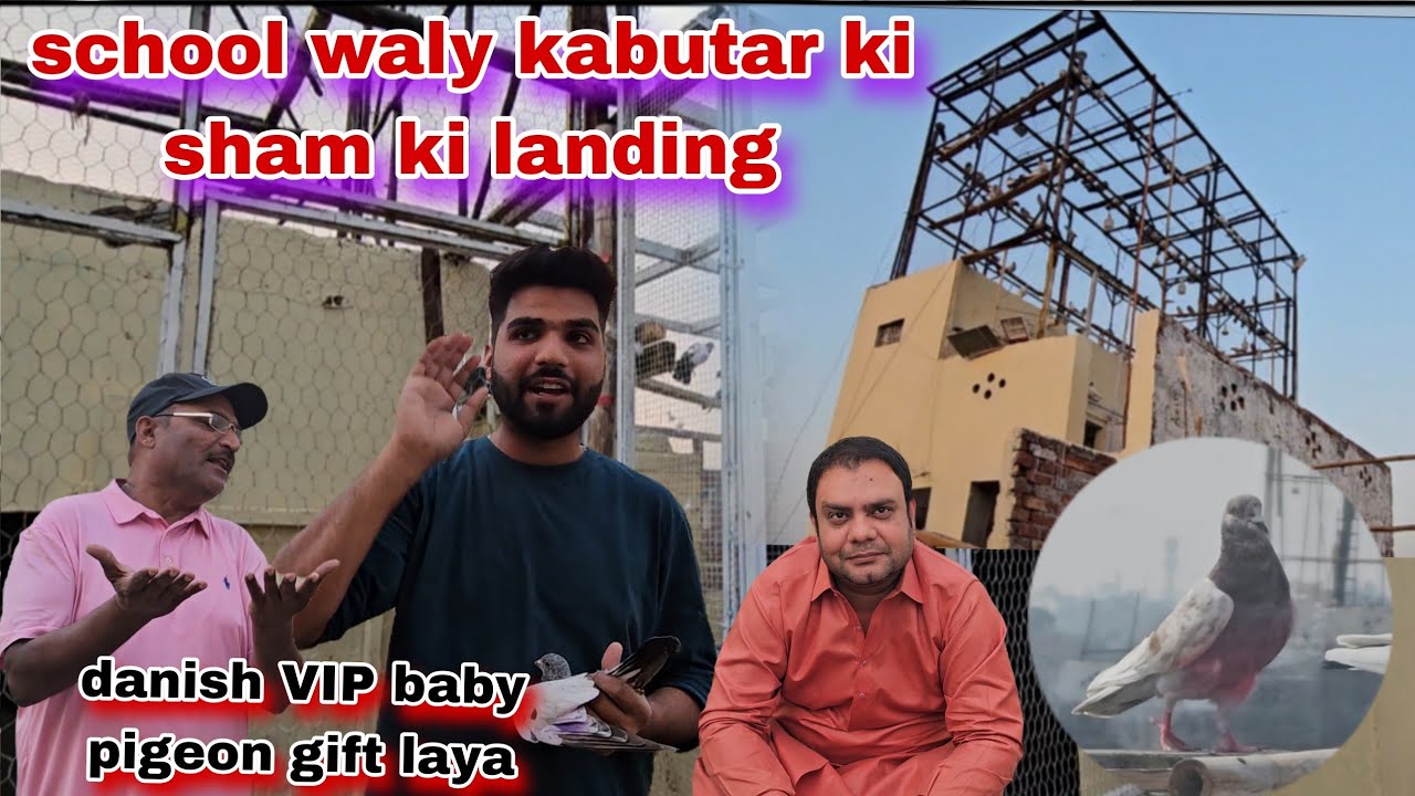 School wala kabutar sham betha😯danish bhai ny VIP BABY pigeon gift kia
