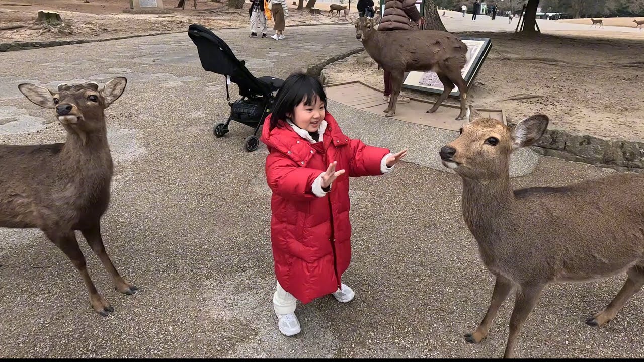 Wajib ke Nara Park di Osaka Jepang | Lanjut kulineran ke Dotonbori | Trip Jepang 2025