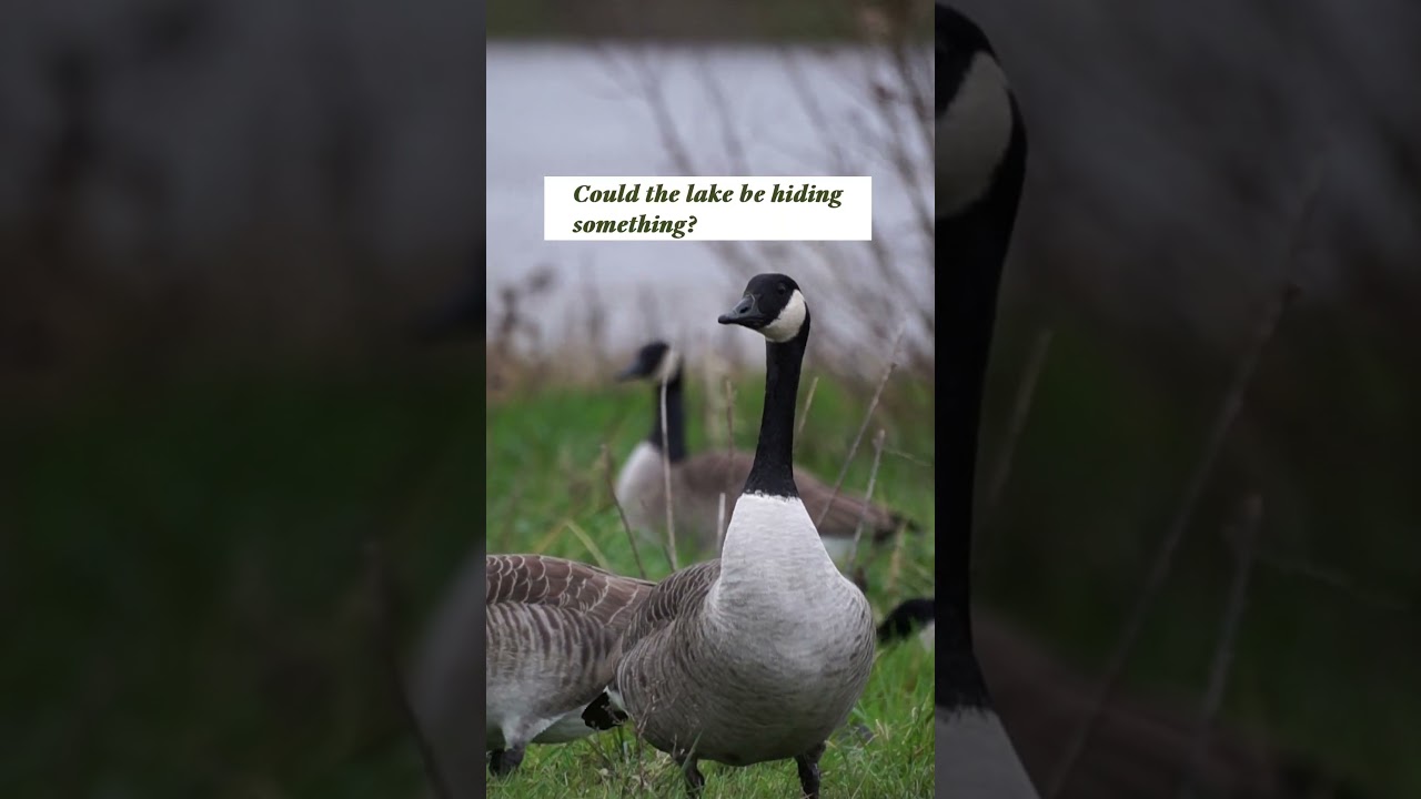 The lake holds the answers… 