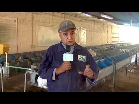 Video: ¿Hay mercado para la carne de conejo?