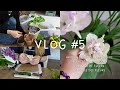 Vlog 5  haul de plantes dextrieurs balcon pressage de fleurs  rcoltes herbier