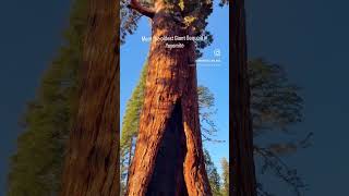The Grizzly Giant is a massive, ancient giant sequoia tree in Yosemite National Park #mariposa