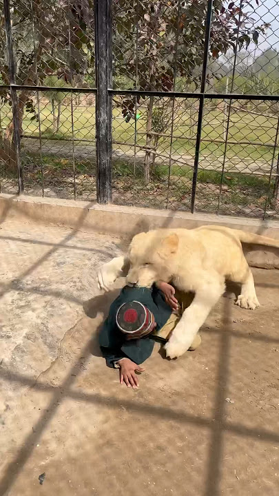 Lion attack the neck of the kid#lion #lionhub #shorts