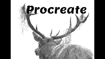 Digital Drawing Sketch of a Deer Procreate Ipad