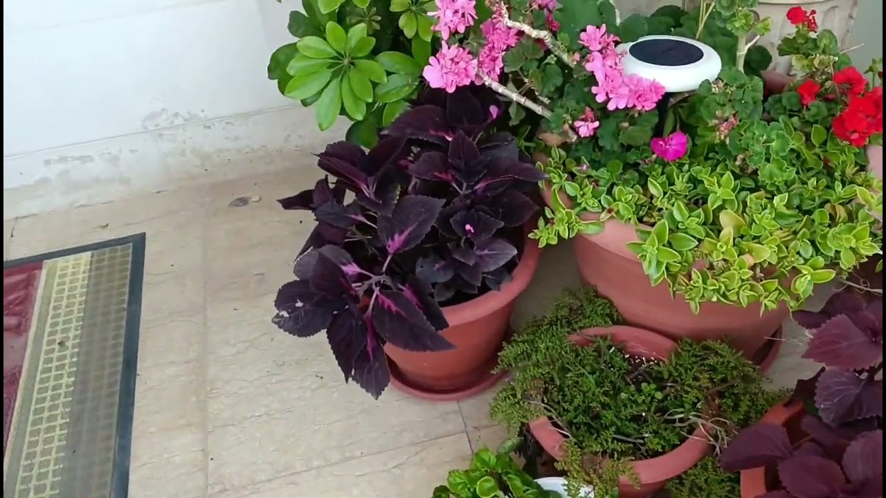 جوله مسائيه في حديقتي المتواضعه وزراعة بعض النباتات الجميلة 💐