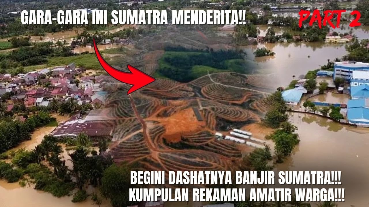Rekaman Nyata! Banjir Bandang Sumatra: Akibat Alam… atau Dampak Penebangan Liar untuk Sawit