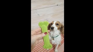 Lovely Puppy Got Excited For His New Toy