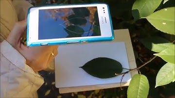 Petiole Leaf Area: Demo Video Outdoor