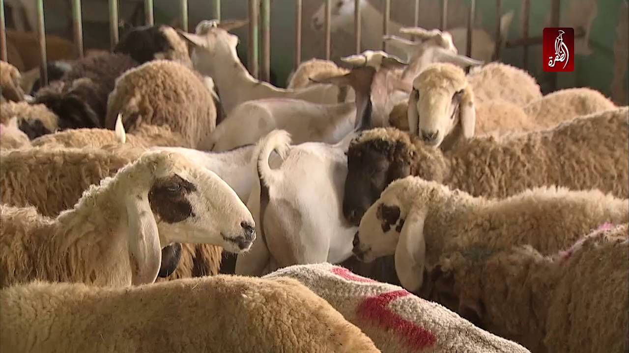 ما هي شروط الاضحية الصحيحة ؟ - YouTube