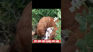Chó Mẹ Mới Sinh 8 Con Giữa Trời Mưa, Ông Lão Lặng Lẽ Làm Một Việc Khiến Cả Triệu Người Xúc Động!