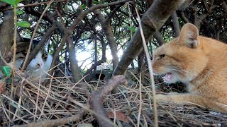 野良猫の家に行ったら普通に猫同士で会話していて笑