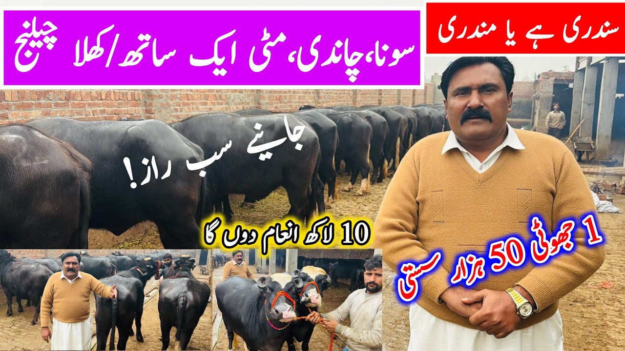 Really Top Quality HD Gabban Buffalo 🐃 || High Persentage Milk production || Pure Nili & Ravi Animal