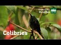 Colibríes - Explorando Maravillas - Tercera temporada.