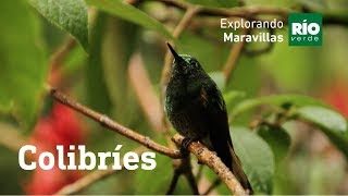 Colibríes - Explorando Maravillas - Tercera temporada.