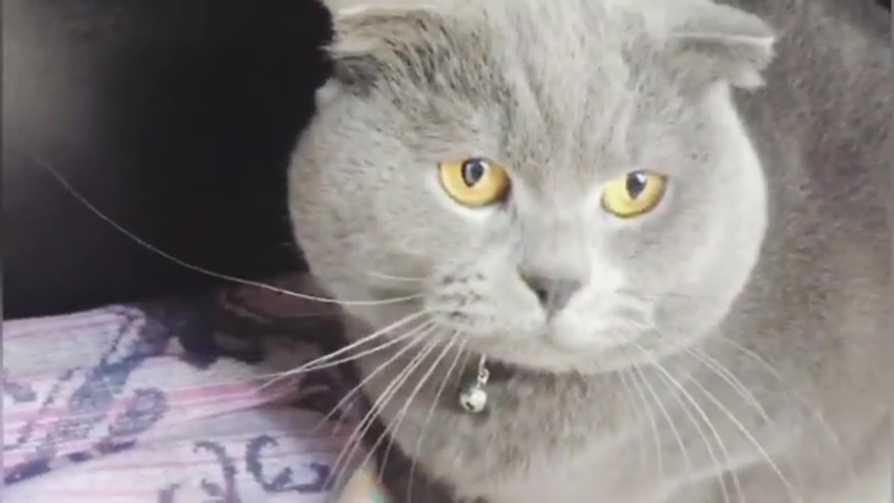 Scottish Fold Kedi Sesi Youtube