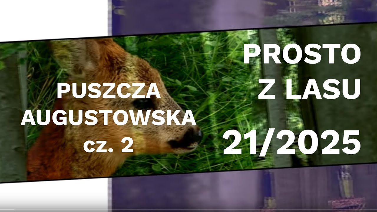Puszcza Augustowska cz.2 - Prosto z lasu |21 2025|