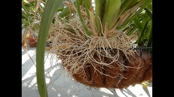 adventitious roots, aerial roots, epiphytes