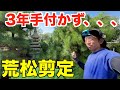 荒た松を庭師が剪定したらこうなった！【庭師　剪定　pruning 　マツ　9月】