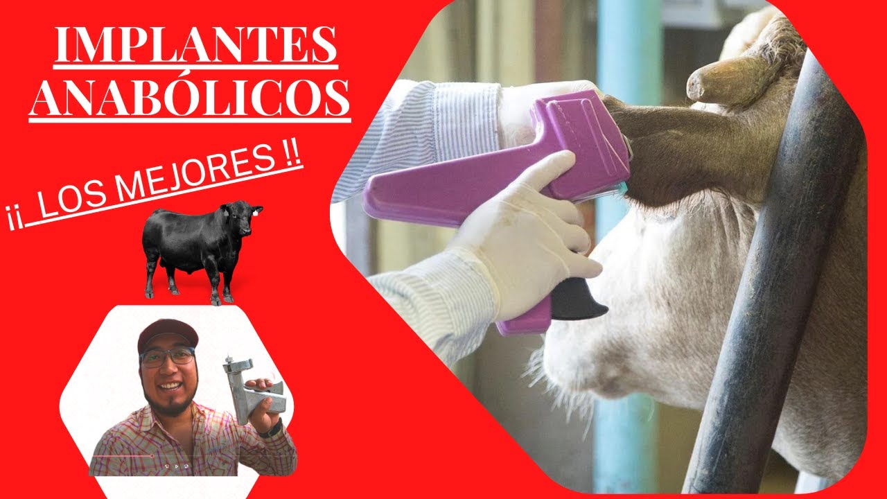 IMPLANTES ANABOLICOS PARA EL GANADO / LOS MEJORES IMPLANTES PARA GANADO