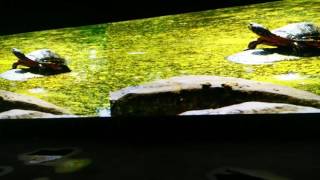 P10 outdoor waterproof DIP led display.