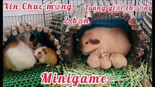 Kết Quả Minigame Tặng Chuột Lang Bọ Ú Teddy screenshot 5