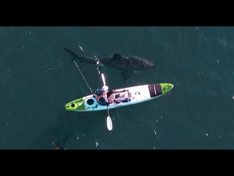 Shark encounter while Kayaking on the NSW Mid-North Coast