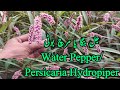 Jal Banga Booti | Persicaria Hydropiper Wild Plant Guide |Mirch Buti